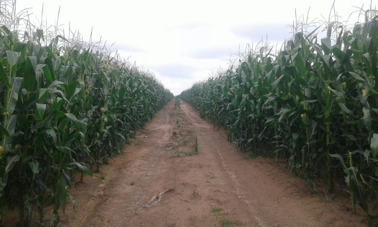Dewdrop Farm Stay إرميلو المظهر الخارجي الصورة